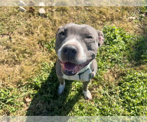 Medium Photo #2 Staffordshire Bull Terrier Puppy For Sale in Ocala, FL, USA