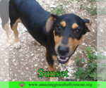Small #1 Coonhound Mix