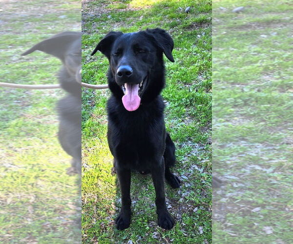 Medium Photo #2 Labrador Retriever-Unknown Mix Puppy For Sale in Wetumpka, AL, USA