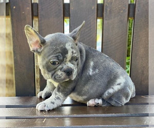 Medium Photo #2 French Bulldog Puppy For Sale in WESTON, CT, USA