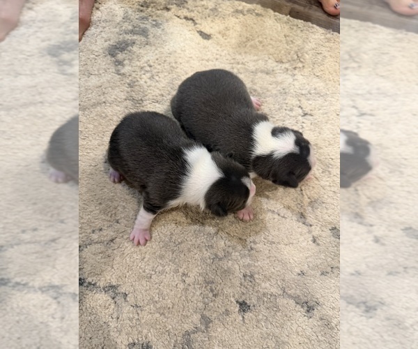 Medium Photo #9 Boston Terrier Puppy For Sale in FREDONIA, KS, USA