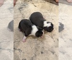 Small #8 Boston Terrier