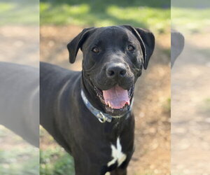 Mastador Dogs for adoption in Fenton, MO, USA