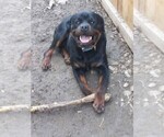 Small Photo #7 Rottweiler Puppy For Sale in AURORA, CO, USA