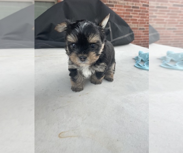 Medium Photo #6 Yorkshire Terrier Puppy For Sale in RICHMOND, TX, USA