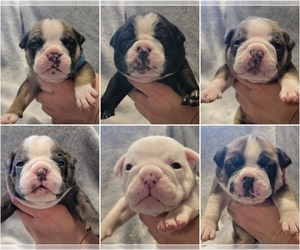Olde English Bulldogge Puppy for sale in ATHOL, ID, USA