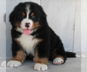 Bernese Mountain Dog Puppy for sale in FREDERICKSBURG, OH, USA