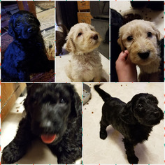 Double Doodle Puppy for sale in ELKHORN, NE, USA
