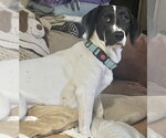 Small #2 Basset Hound Mix