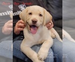 Small Photo #6 Labrador Retriever Puppy For Sale in POCAHONTAS, IL, USA