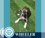 Small Beagle-Pointer Mix