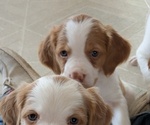 Puppy 3 Brittany