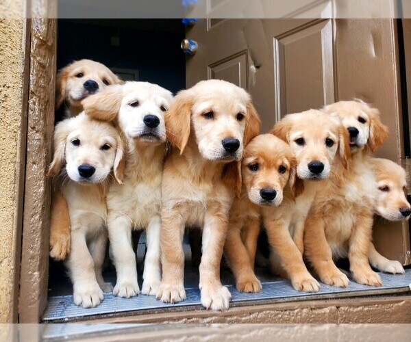 Full screen Photo #3 Golden Retriever Puppy For Sale in LOS ANGELES, CA, USA