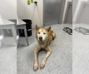Siberian Husky-Unknown Mix Dogs for adoption in Pasadena, TX, USA