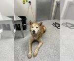 Small Siberian Husky Mix