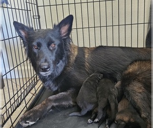 Mother of the Belgian Malinois puppies born on 06/23/2025