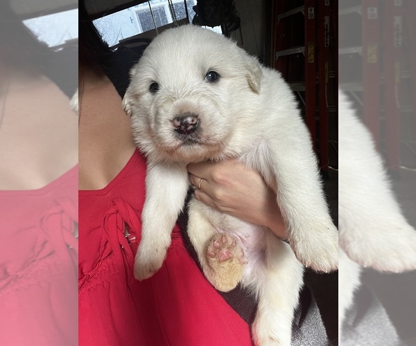 Medium Photo #7 Great Pyrenees Puppy For Sale in SPRINGDALE, WA, USA
