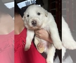 Small Photo #7 Great Pyrenees Puppy For Sale in SPRINGDALE, WA, USA