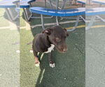 Small #2 Labrador Retriever Mix