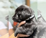 Small #14 Labrador Retriever