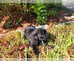 Small Photo #4 Pug Puppy For Sale in ROUND ROCK, TX, USA