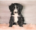 Small Photo #4 Bernedoodle Puppy For Sale in FREDERICKSBG, OH, USA