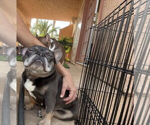 French Bulldog Dogs for adoption in Las Vegas, NV, USA