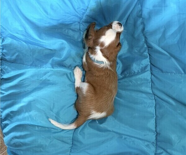 Medium Photo #4 Cavalier King Charles Spaniel Puppy For Sale in THORP, WI, USA