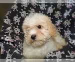 Puppy 4 Cavachon