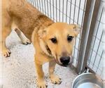 Small #1 German Shepherd Dog Mix
