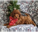 Small Photo #3 Goldendoodle (Miniature) Puppy For Sale in NOTTINGHAM, PA, USA