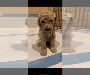 Poodle (Standard) Puppy for sale in GARDEN GROVE, CA, USA