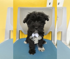 Maltese-Morkie Mix Puppy for sale in RANDOLPH, MA, USA