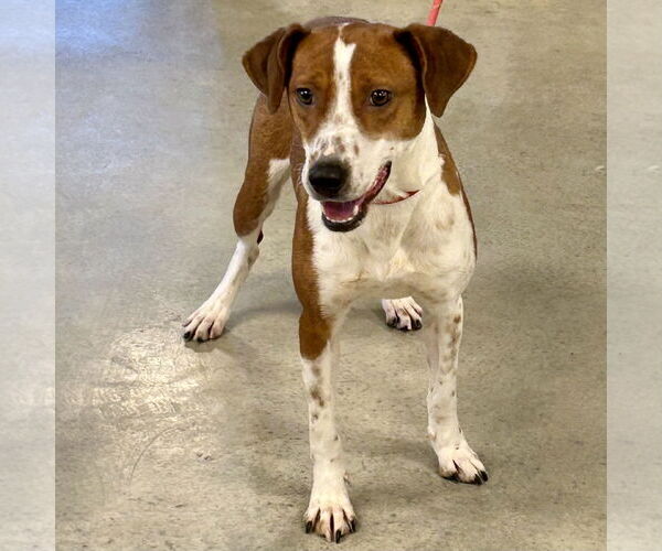 Medium Photo #5 Beagle-Unknown Mix Puppy For Sale in Batavia, OH, USA
