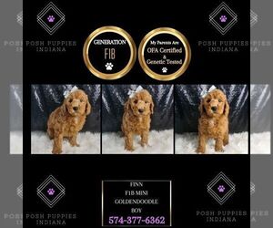 Goldendoodle (Miniature) Puppy for sale in WARSAW, IN, USA
