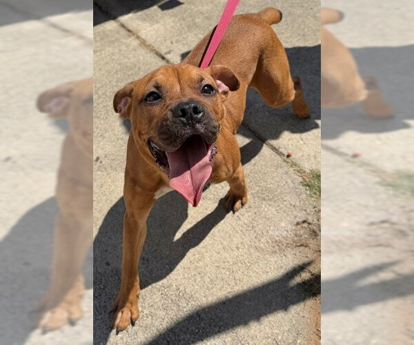 Medium Photo #1 Mutt Puppy For Sale in Augusta, GA, USA