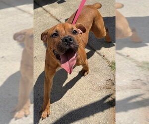 Mutt Dogs for adoption in Augusta, GA, USA