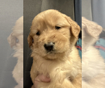 Puppy Fuschia Golden Retriever