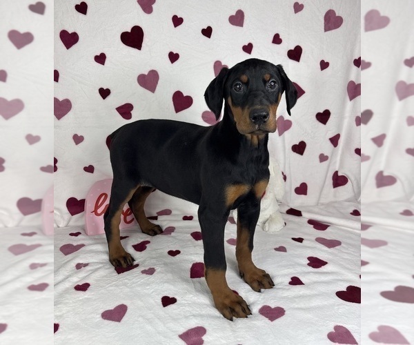 Medium Photo #4 Doberman Pinscher Puppy For Sale in GREENFIELD, IN, USA