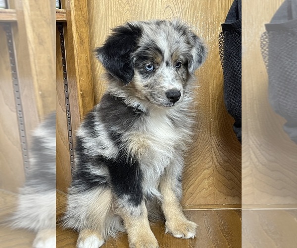 Medium Photo #1 Miniature Australian Shepherd Puppy For Sale in TERRELL, TX, USA