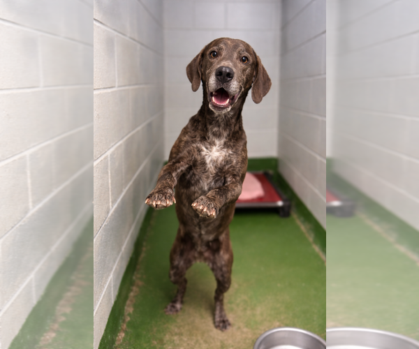 Medium Photo #1 Mutt Puppy For Sale in Rustburg, VA, USA