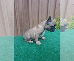 Small Photo #6 French Bulldog Puppy For Sale in ADAMS CITY, CO, USA