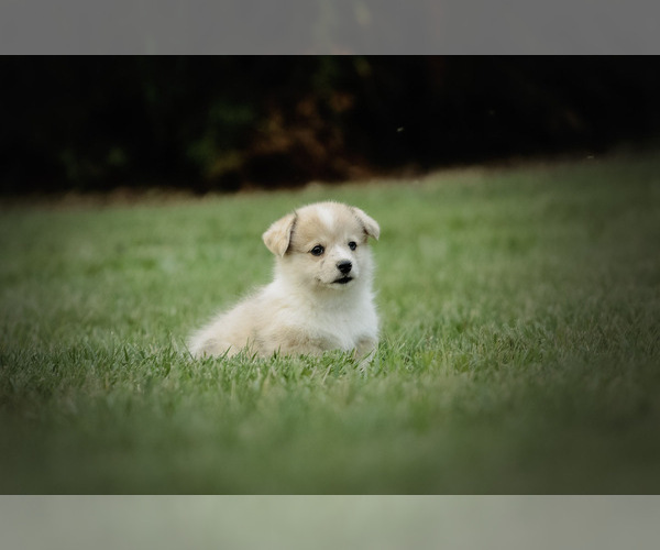 Medium Photo #8 Pembroke Welsh Corgi Puppy For Sale in ELKTON, KY, USA
