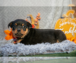 Small #1 Rottweiler