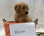 Small #3 Golden Retriever