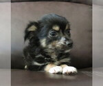Small #1 Chihuahua