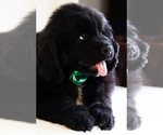Small Photo #7 Newfoundland Puppy For Sale in HENDERSONVILLE, NC, USA