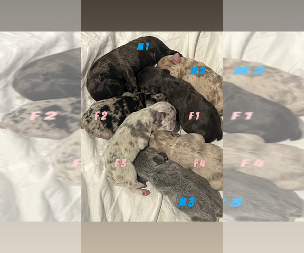 Medium Photo #4 French Bulldog Puppy For Sale in SPRING, TX, USA