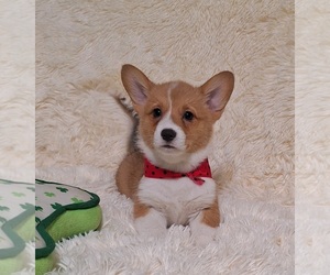 Medium Pembroke Welsh Corgi