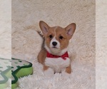 Puppy Ophelia Pembroke Welsh Corgi